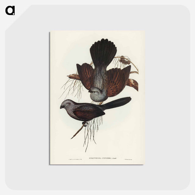 アートポストカード-Grey Struthidea
 - オーストラリアの鳥 Postcard.