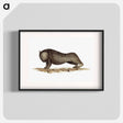 アートポスター-Wombat from An Account of the English Colony in New South Wales
 - 大英図書館 Poster.