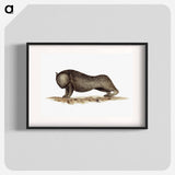アートポスター-Wombat from An Account of the English Colony in New South Wales
 - 大英図書館 Poster.