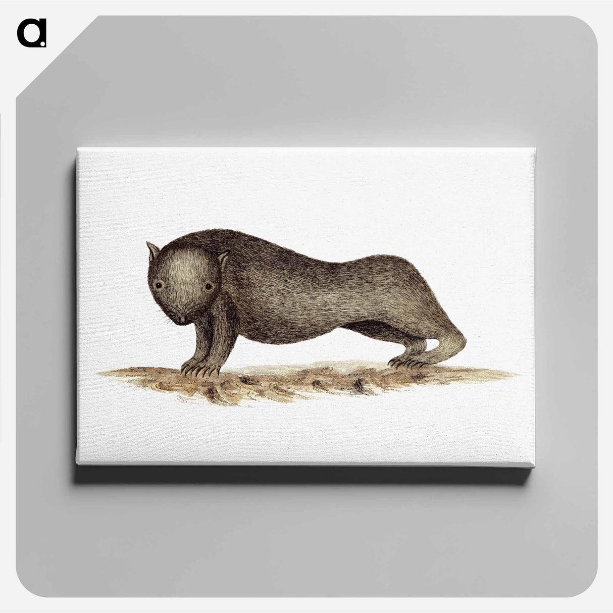 アートパネル-Wombat from An Account of the English Colony in New South Wales
 - 大英図書館 Canvas.