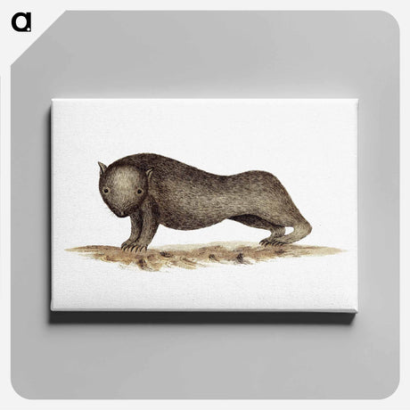アートパネル-Wombat from An Account of the English Colony in New South Wales
 - 大英図書館 Canvas.
