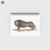 アートメモ帳-Wombat from An Account of the English Colony in New South Wales
 - 大英図書館 Memo.