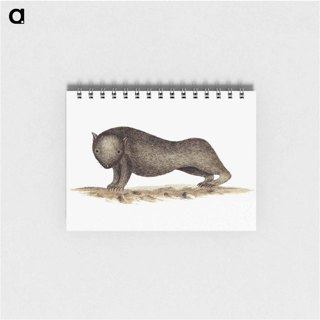 アートメモ帳-Wombat from An Account of the English Colony in New South Wales
 - 大英図書館 Memo.