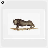 アートポスター-Wombat from An Account of the English Colony in New South Wales
 - 大英図書館 Poster.