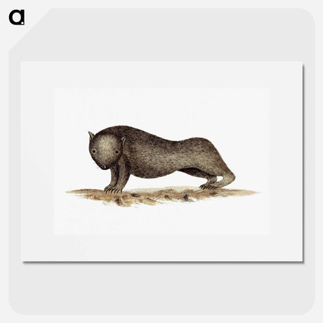 アートポスター-Wombat from An Account of the English Colony in New South Wales
 - 大英図書館 Poster.