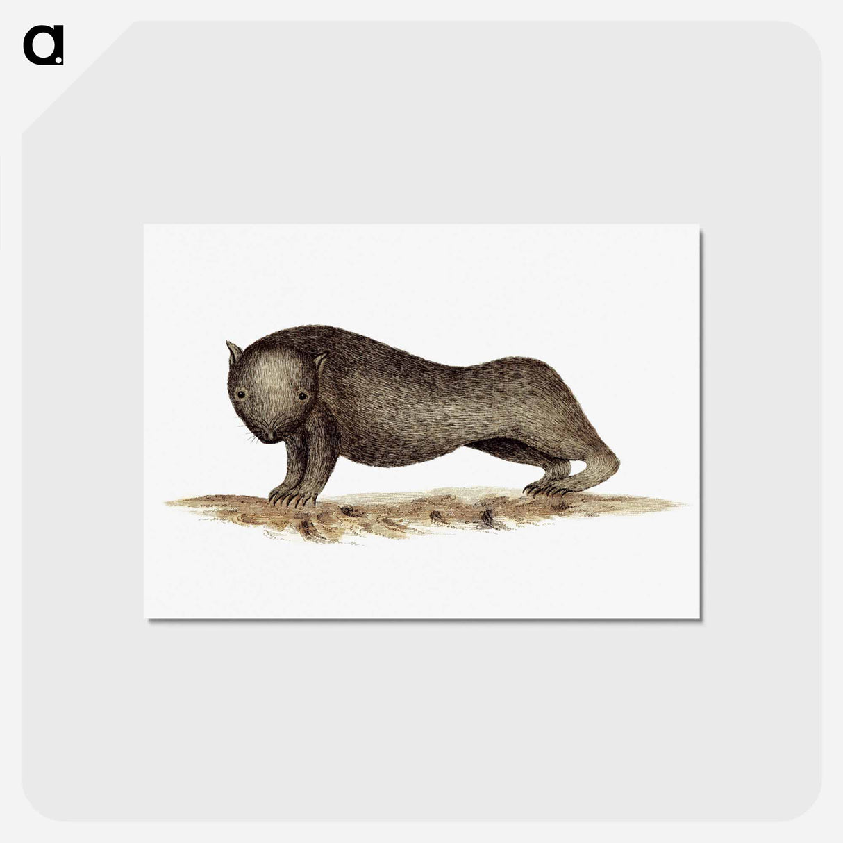 アートポストカード-Wombat from An Account of the English Colony in New South Wales
 - 大英図書館 Postcard.