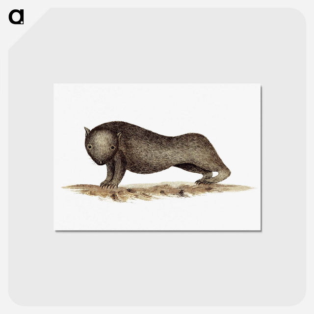 アートポストカード-Wombat from An Account of the English Colony in New South Wales
 - 大英図書館 Postcard.