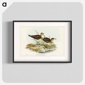 アートポスター-Brown Plover
 - ジョン グールド Poster.