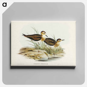 アートパネル-Brown Plover
 - ジョン グールド Canvas.