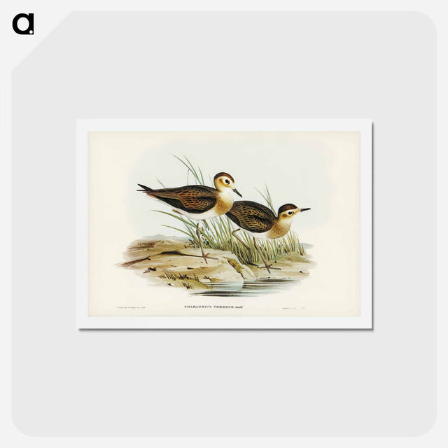 アートポストカード-Brown Plover
 - ジョン グールド Postcard.