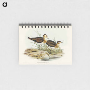アートメモ帳-Brown Plover
 - ジョン グールド Memo.