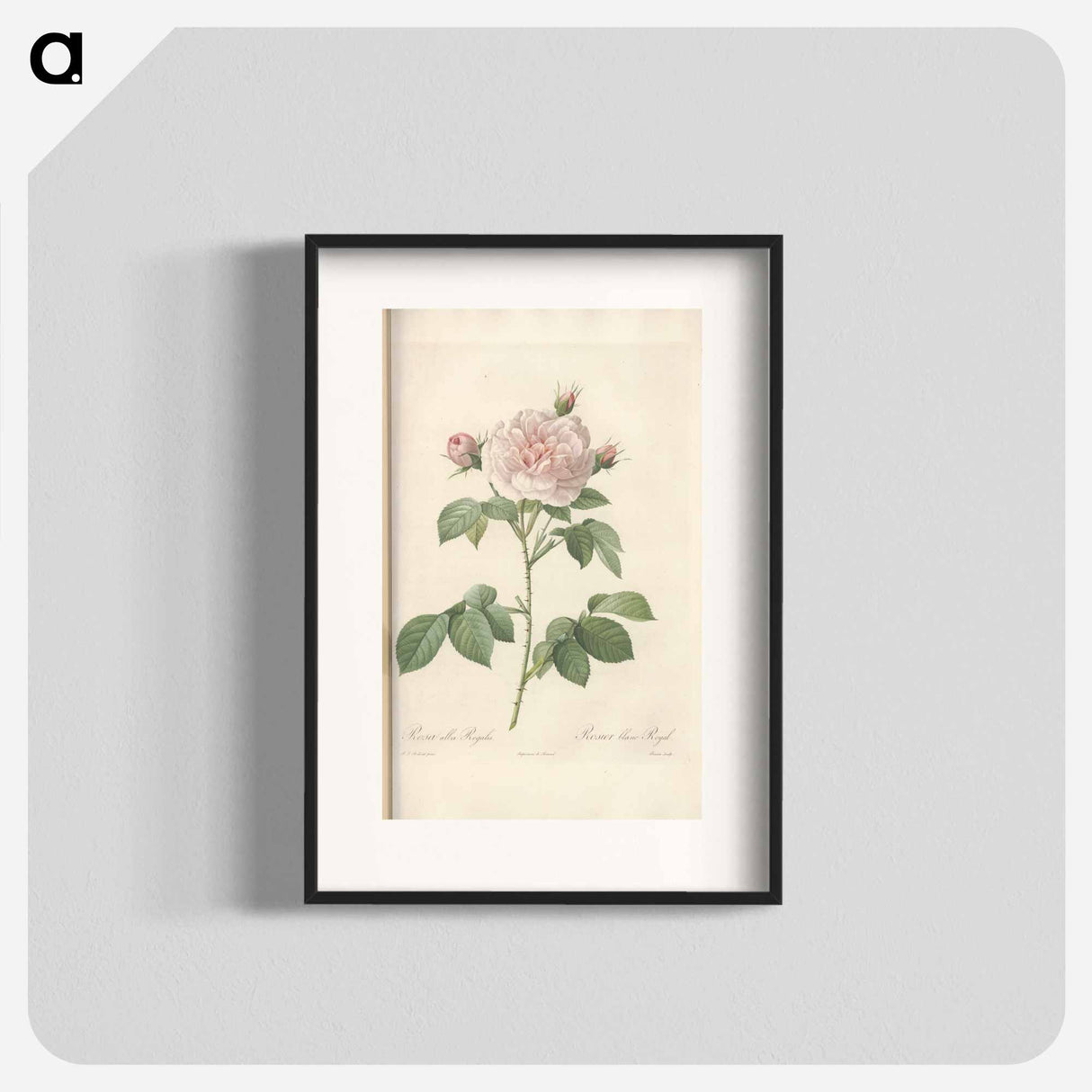 Rose illustration - Pierre Joseph Redouté Poster.
