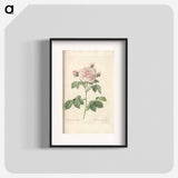Rose illustration - Pierre Joseph Redouté Poster.