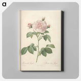 アートパネル-Rose illustration - ピエール ジョゼフ ルドゥーテ Canvas.