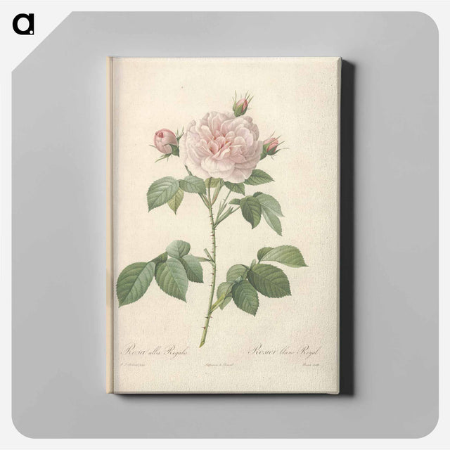 アートパネル-Rose illustration - ピエール ジョゼフ ルドゥーテ Canvas.