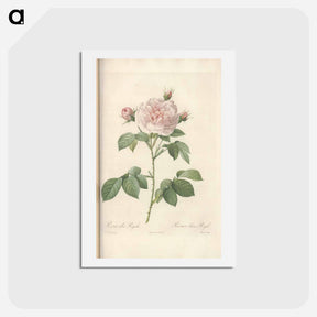 アートポストカード-Rose illustration - ピエール ジョゼフ ルドゥーテ Postcard.