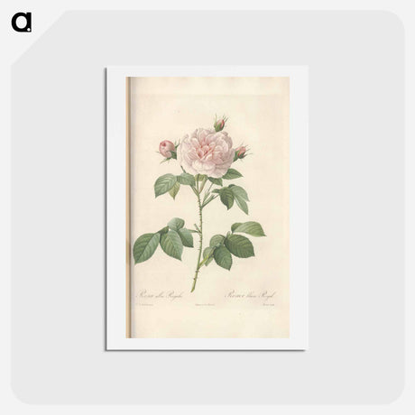アートポストカード-Rose illustration - ピエール ジョゼフ ルドゥーテ Postcard.