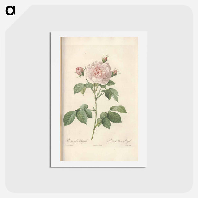 アートポストカード-Rose illustration - ピエール ジョゼフ ルドゥーテ Postcard.