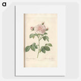 Rose illustration - Pierre Joseph Redouté Poster.