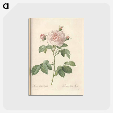 アートポストカード-Rose illustration - ピエール ジョゼフ ルドゥーテ Postcard.