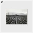 アートポストカード-Young Lettuce, Salinas
 - ラッセル リー Postcard.