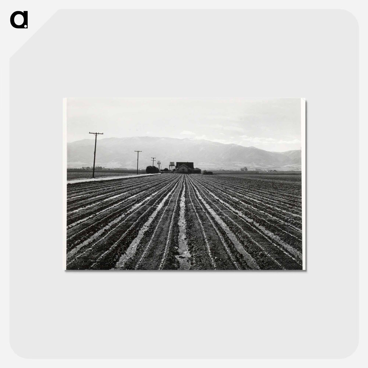 アートポストカード-Young Lettuce, Salinas
 - ラッセル リー Postcard.