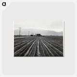 アートポストカード-Young Lettuce, Salinas
 - ラッセル リー Postcard.