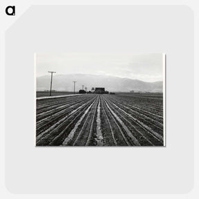 アートポストカード-Young Lettuce, Salinas
 - ラッセル リー Postcard.