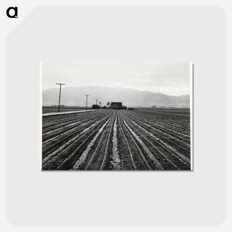 アートポストカード-Young Lettuce, Salinas
 - ラッセル リー Postcard.