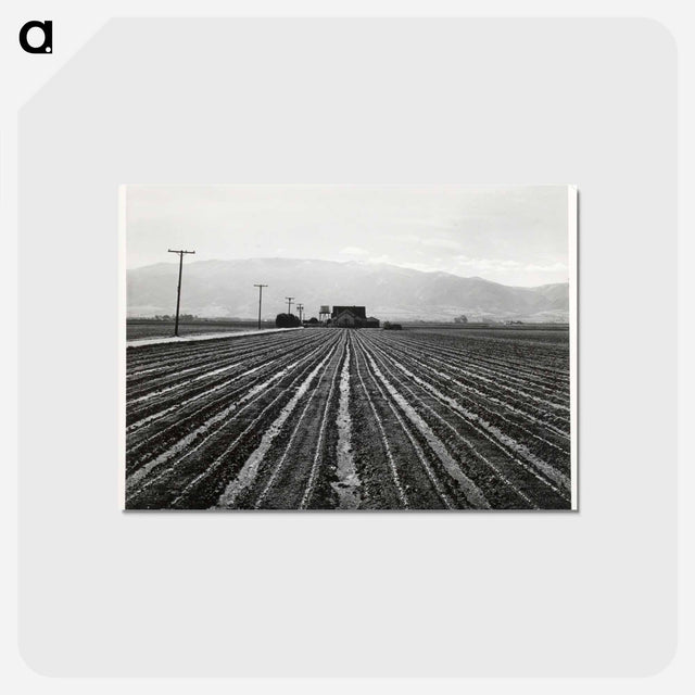 アートポストカード-Young Lettuce, Salinas
 - ラッセル リー Postcard.