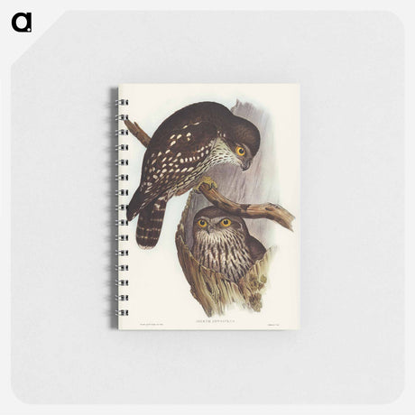 アートメモ帳-Winking Owl
 - オーストラリアの鳥 Memo.