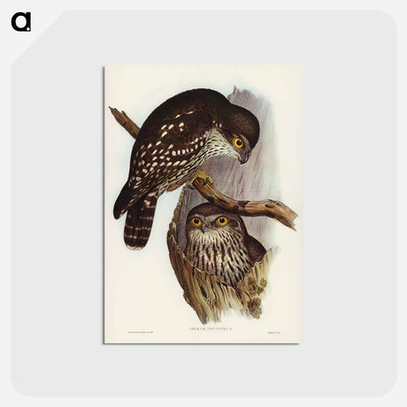 アートポストカード-Winking Owl
 - オーストラリアの鳥 Postcard.