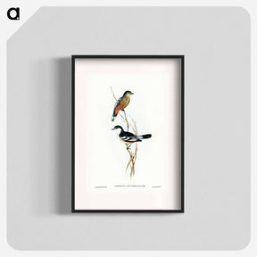 アートポスター-Black and White Cuckooshrike
 - ジョン グールド Poster.