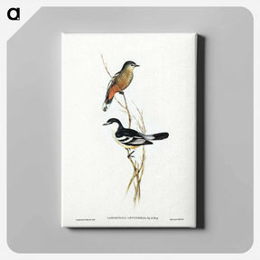 アートパネル-Black and White Cuckooshrike
 - ジョン グールド Canvas.