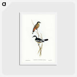 アートポストカード-Black and White Cuckooshrike
 - ジョン グールド Postcard.