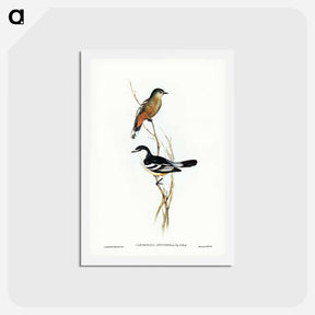 アートポストカード-Black and White Cuckooshrike
 - ジョン グールド Postcard.