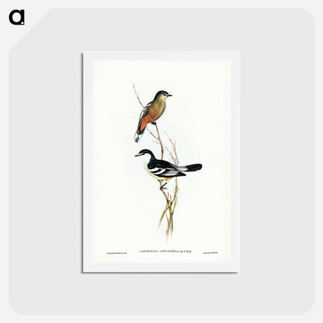 アートポストカード-Black and White Cuckooshrike
 - ジョン グールド Postcard.