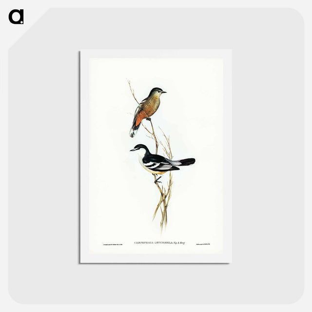 アートポストカード-Black and White Cuckooshrike
 - ジョン グールド Postcard.