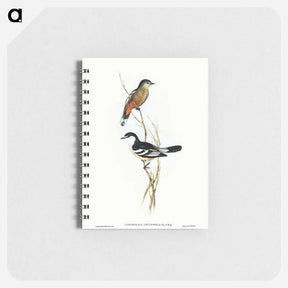 アートメモ帳-Black and White Cuckooshrike
 - ジョン グールド Memo.