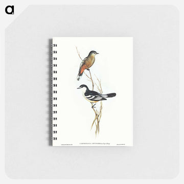 Black and White Cuckooshrike
 - ジョン グールド Memo.