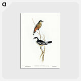 アートポストカード-Black and White Cuckooshrike
 - ジョン グールド Postcard.