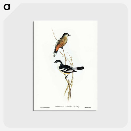 アートポストカード-Black and White Cuckooshrike
 - ジョン グールド Postcard.