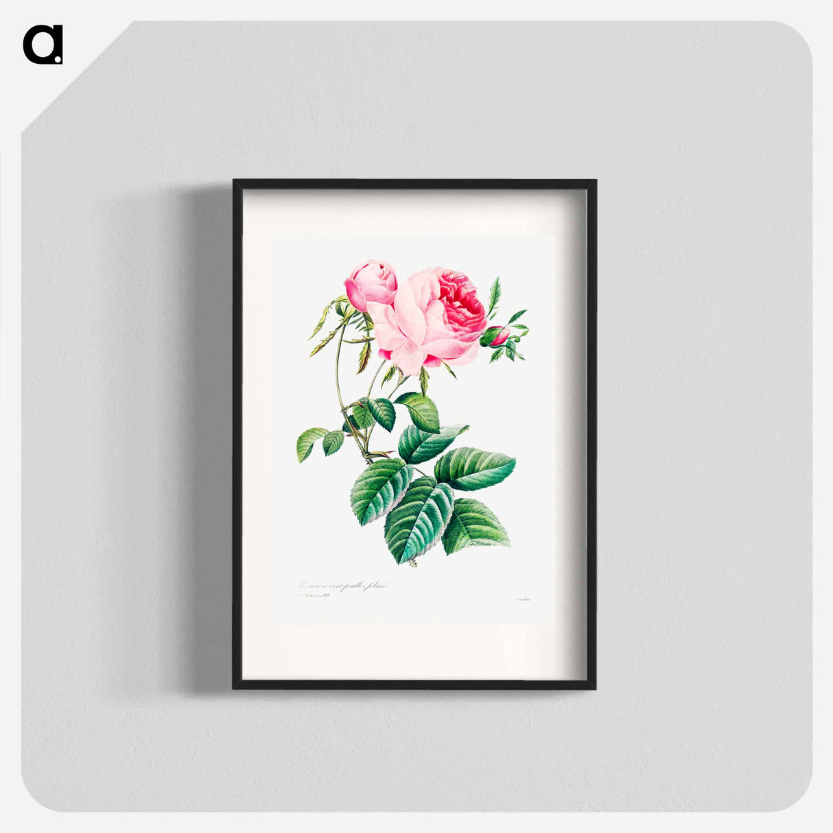 Cabbage rose - Pierre Joseph Redouté Poster.