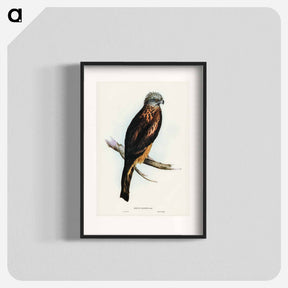 アートポスター-Square-tailed Kite
 - オーストラリアの鳥 Poster.