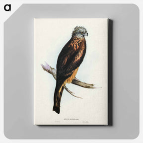 アートパネル-Square-tailed Kite
 - オーストラリアの鳥 Canvas.