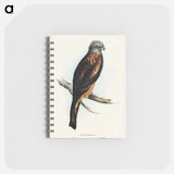 アートメモ帳-Square-tailed Kite
 - オーストラリアの鳥 Memo.