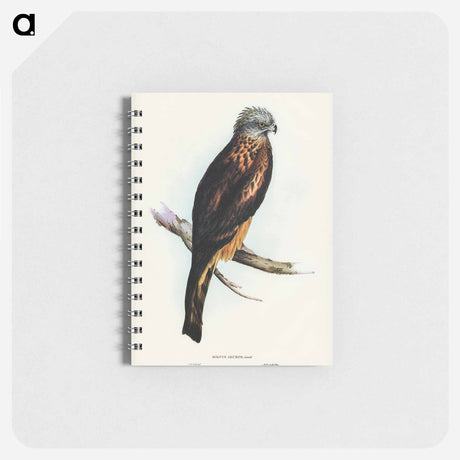 アートメモ帳-Square-tailed Kite
 - オーストラリアの鳥 Memo.