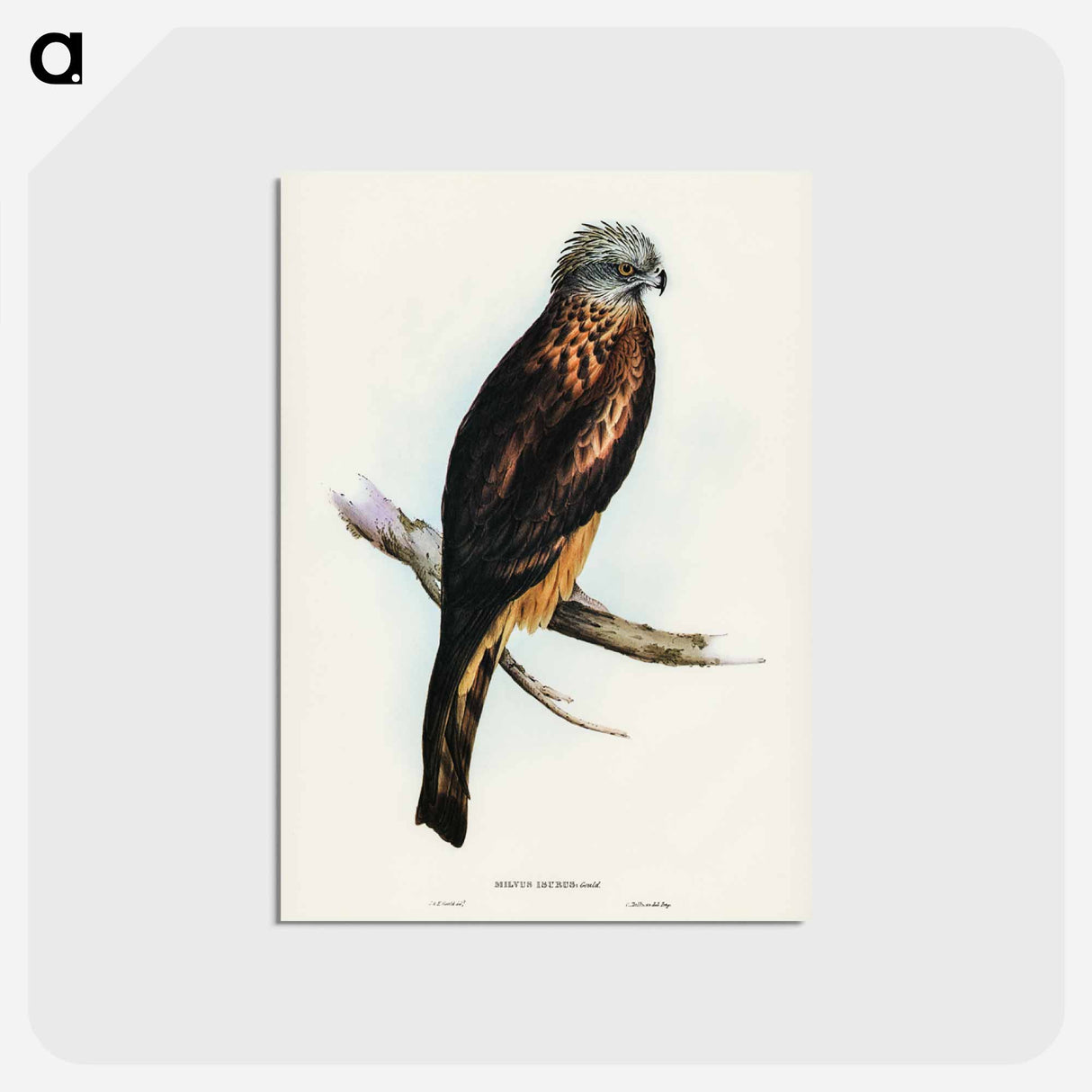 アートポストカード-Square-tailed Kite
 - オーストラリアの鳥 Postcard.