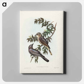 アートパネル-Jardine's Cuckooshrike
 - ジョン グールド Canvas.