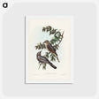 アートポストカード-Jardine's Cuckooshrike
 - ジョン グールド Postcard.